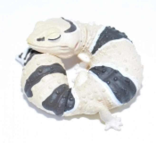 Preview: Japanfigur Hemitheconyx caudicinctus